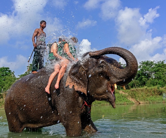 Drive Pokhara to Chitwan: 150km; approx. 4 hours drive: Go for jungle activities after lunch (B, L, D)