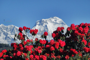 A Symphony of Petals: Discovering the Flowers of Nepal