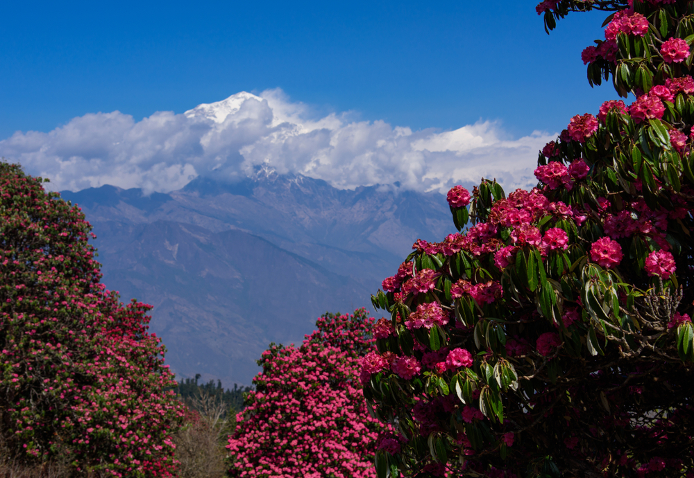 Flowers of Nepal