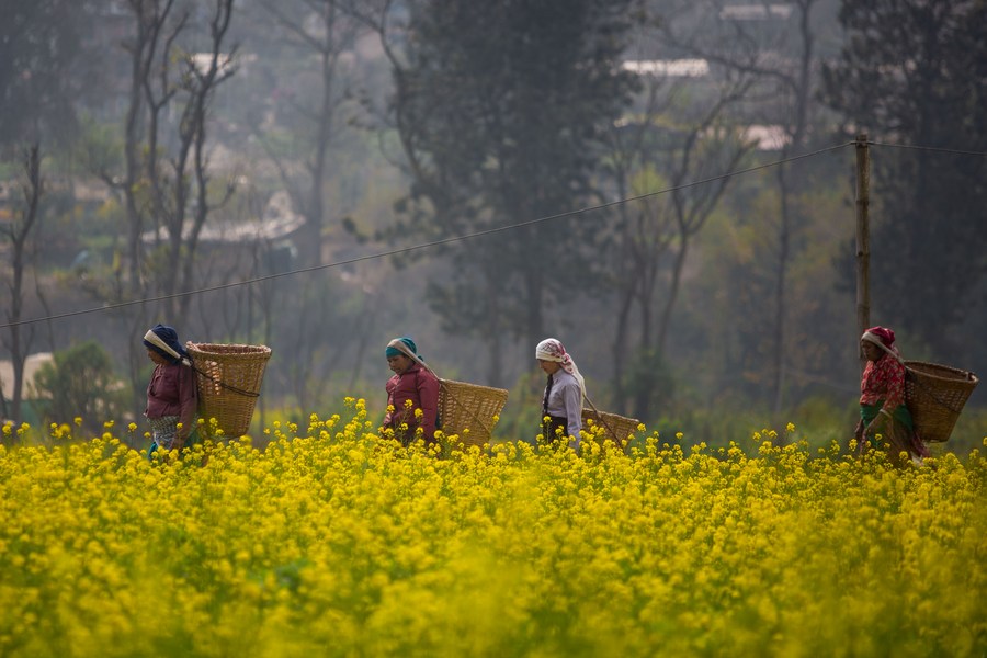 Flowers of Nepal