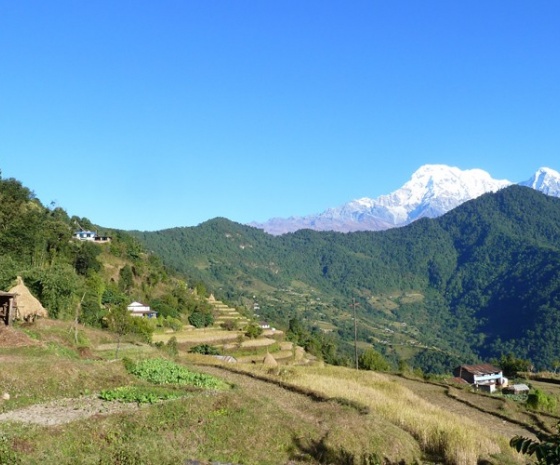 Trek to Phedi (1130m) / Trek duration: 2 hours Distance: 4.3 km / Drive to Pokhara (Drive duration: 45 minutes) 