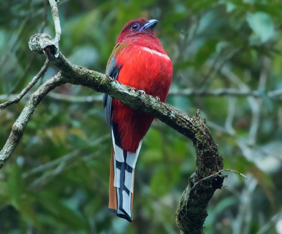 Bird watching at Dochu La, Lampelri Botanical Park and Punakha.