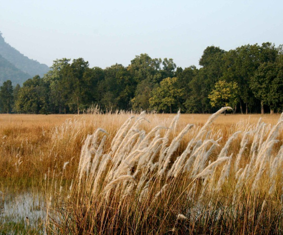 Delhi - Jabalpur (Flight) 2 hrs flight - Drive to Bandhavgarh 