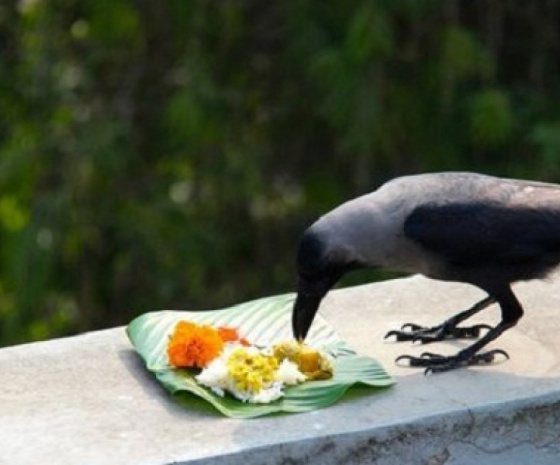 Crow worshiping day in Kathmandu valley visiting UNESCO Heritage Sites: Sightseeing at Patan Durbar Square, Swayambhunath & Pashupatinath: 6-7 hours (B)