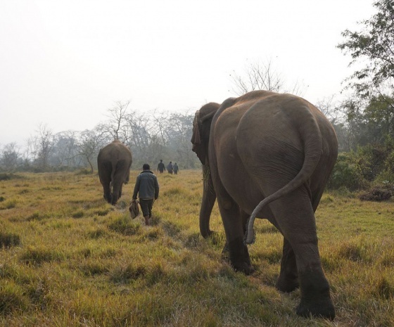 Drive to Chitwan: 155km & approx. 4 hours' drive: Go for activities after lunch (B, L, D)