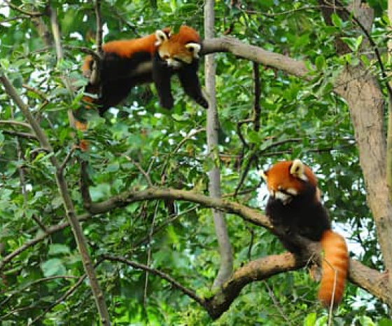 Red Panda Tracking 