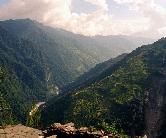 Trek Tadapani – Chhomorong (2100m): approx. 4-5 hrs walk (B, L, D)