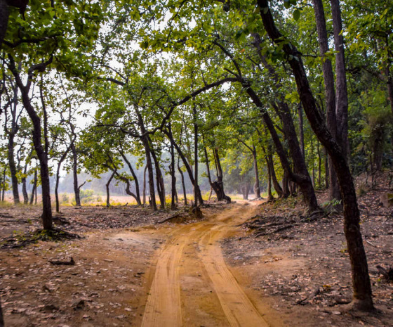 Exploration of Bandhavgarh National Park. 