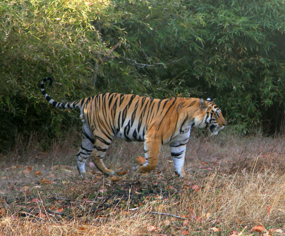 Exploration of Bandhavgarh National Park. 