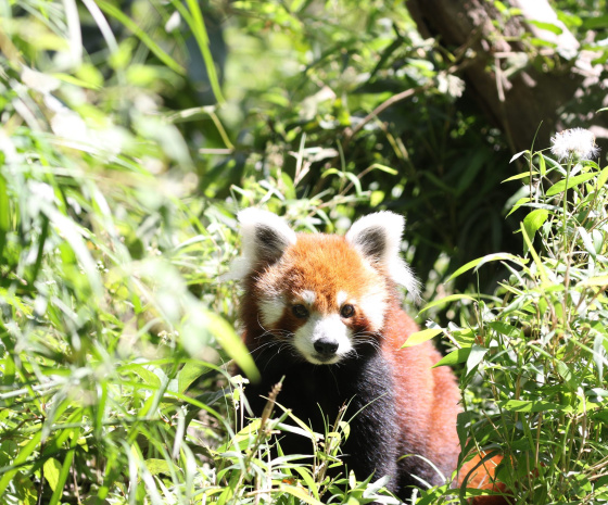 Red Panda Tracking 