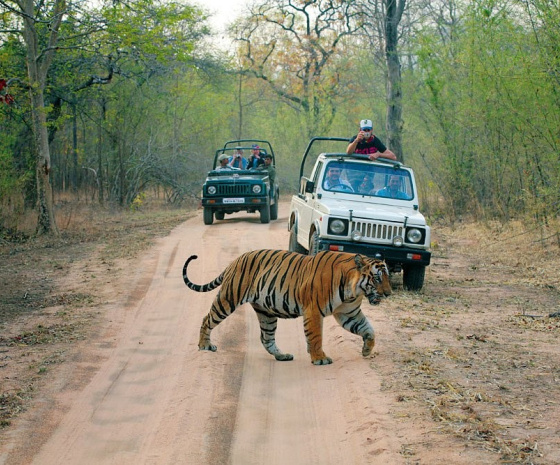 Shivpuri to Ranthambore