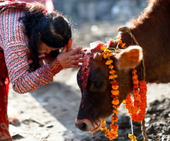 Cow Worship and Goddess Laxmi Worshiping Day; Visit UNESCO Heritage Site - Boudhanath Stupa and evening walk in Kathmandu Durbar Square (B)