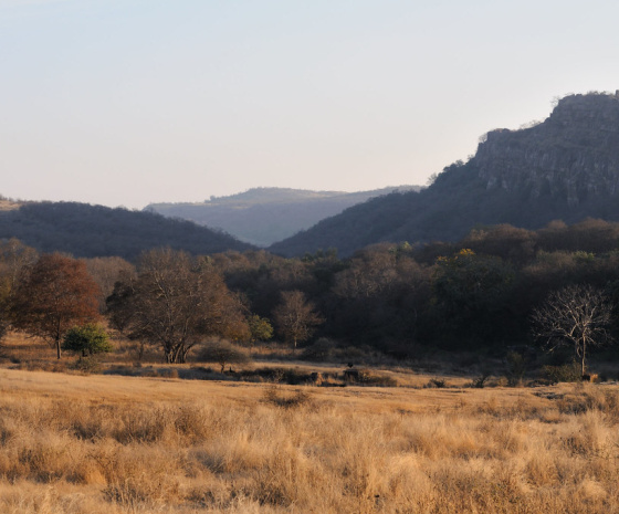 Ranthambore Safari Day