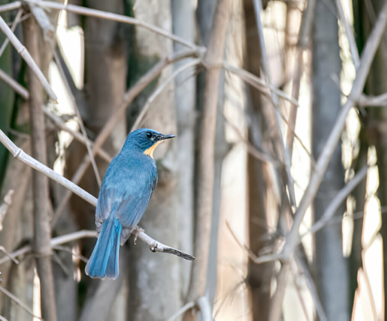 10-11: Bandhavgarh Safari Day