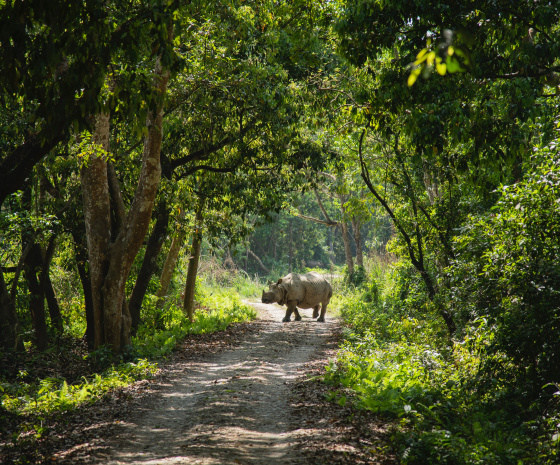 Tracking the Rhinos