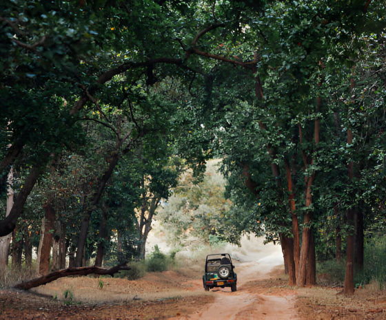 Drive to Bandhavgarh 