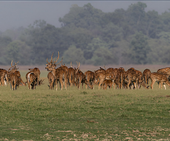 Corbett National Park Safari Day. 