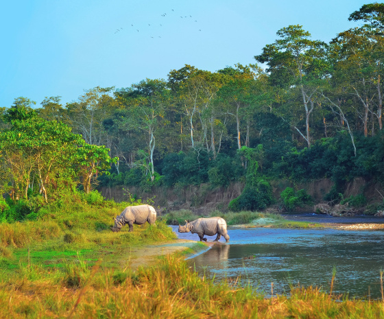 Drive Pokhara to Chitwan / Chitwan activities / Drive duration: 5 to 6 hours’ drive 
