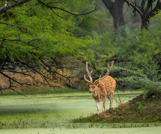 New Delhi to Corbett 