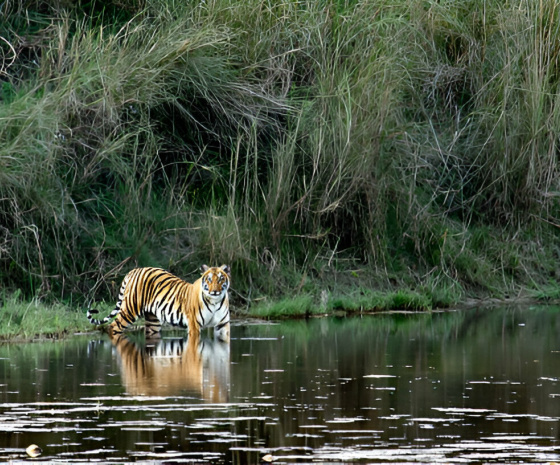 Jungle safari: Tracking Bengal Tiger 