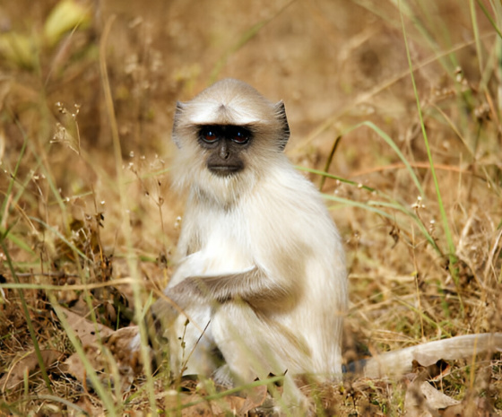 Kanha National Park Safari Day.