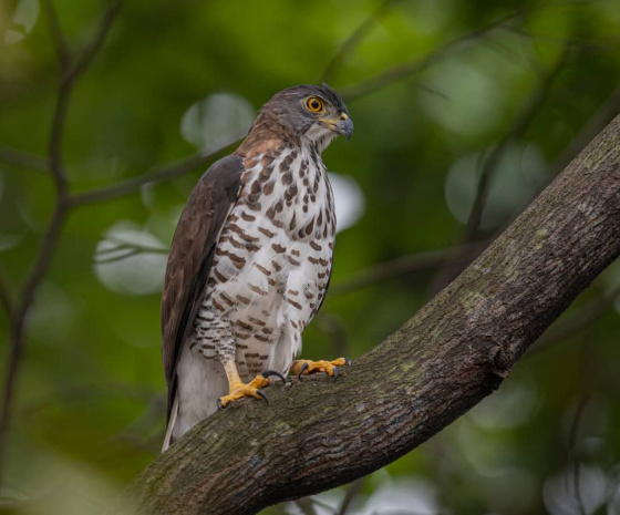 Trongsa to Tingtibi, 140 km, birding along the Zhemgang road