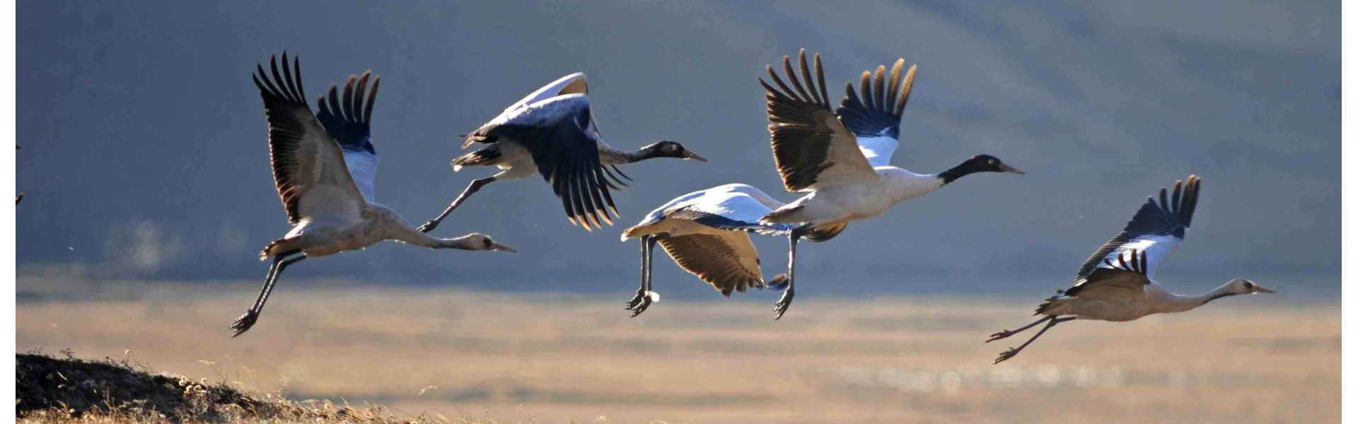 Jigme Dorji National Park: Bhutan bird photography Banner