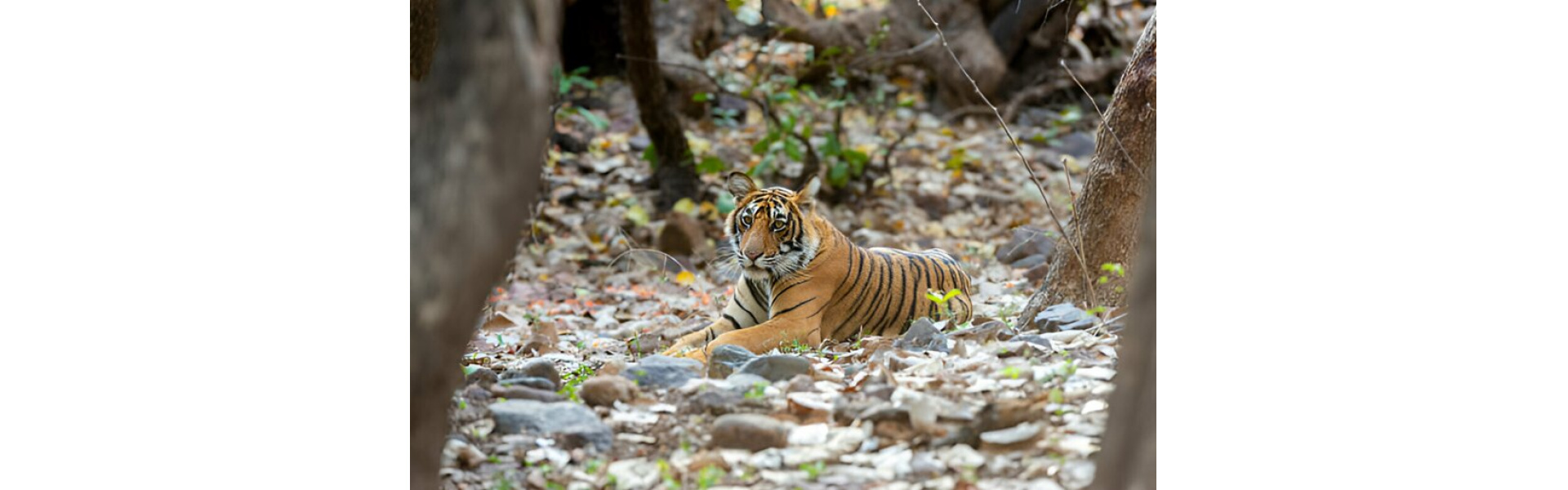 Luxury Tiger Safari Adventure Banner