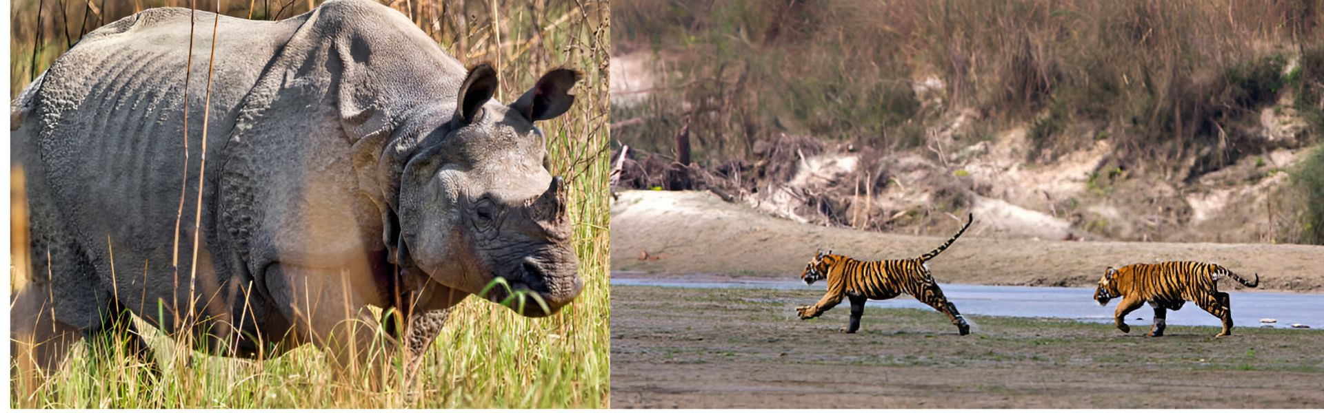 Tracking Bengal Tiger in Bardia National Park Banner