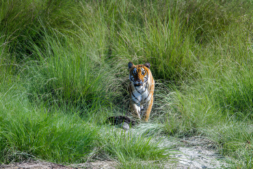 Tracking Bengal Tiger in Bardia National Park